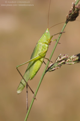 Ruspolia nitidula