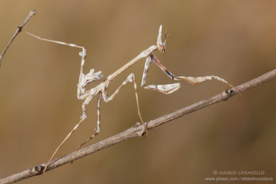 Empusa pennata