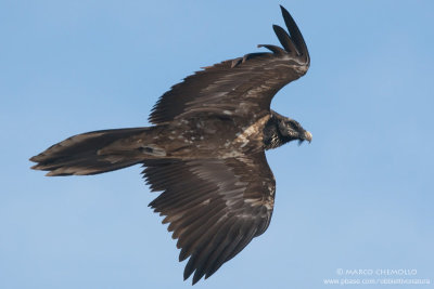 Bearded Vulture - Gipeto (Gypaetus barbatus)