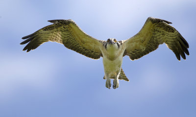 Collins Marsh Osprey