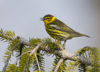 Cape May Warbler 0550