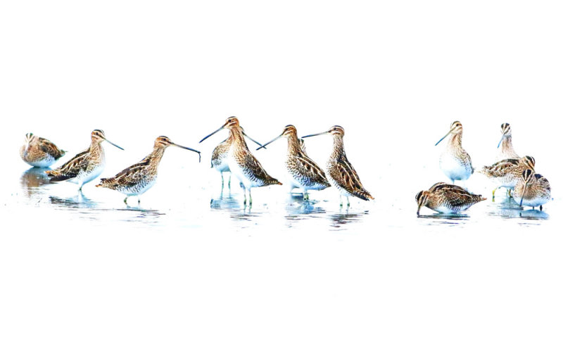Watersnip high-key