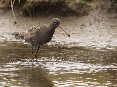 Zwarte Ruiter 2