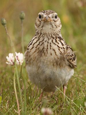 Veldleeuwerik frontal