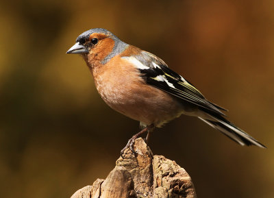 Vink 8