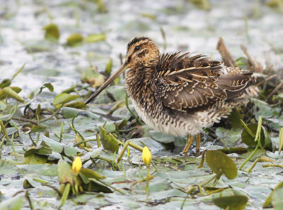 Watersnip 7