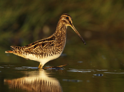 Watersnip 11