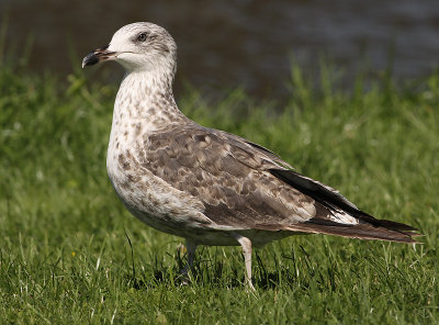 Kleine Mantelmeeuw 20