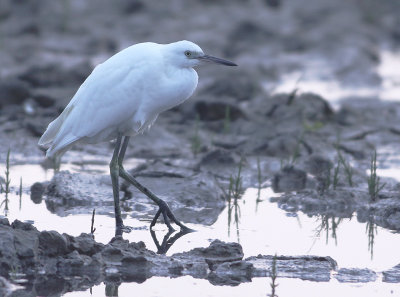 Kleine Zilverreiger 1