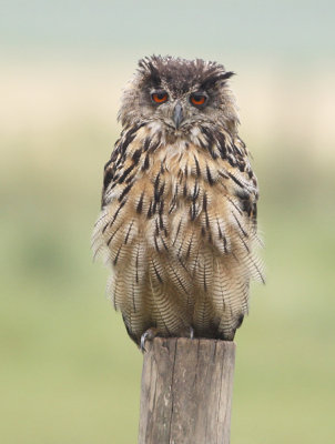 Oehoe frontal