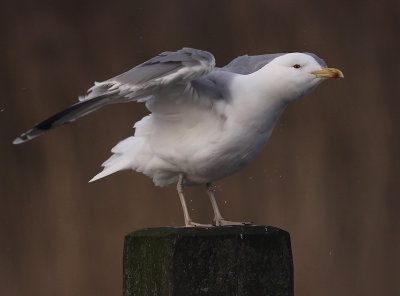 Pontische Meeuw 41