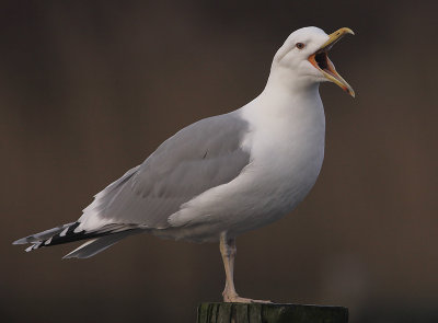 Pontische Meeuw 42