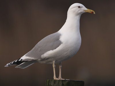 Pontische Meeuw 43