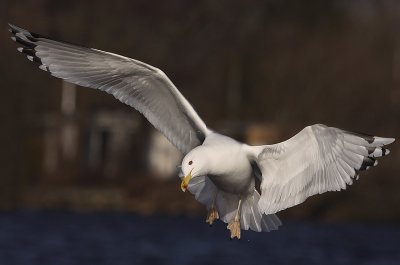 Pontische Meeuw 45