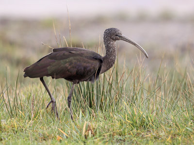 Zwarte Ibis 2