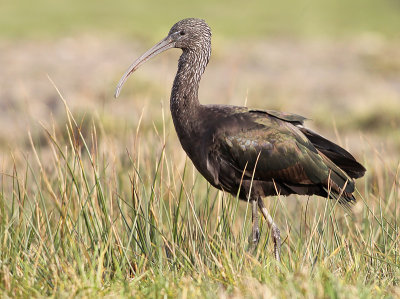 Zwarte Ibis 3