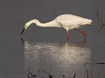 Grote Zilverreiger 15