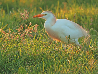 Koereiger 1