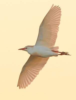 Koereiger 3