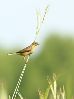 Ortolaan 2
