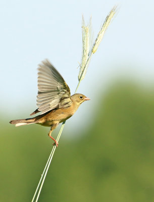 Ortolaan 3