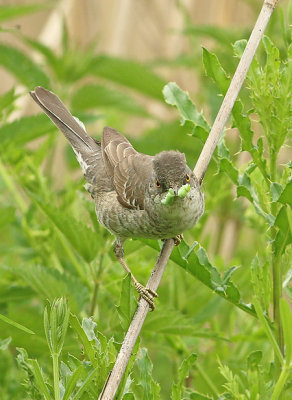 Sperwergrasmus frontal