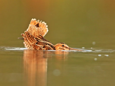 Watersnip 15