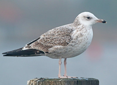 Pontische Meeuw 49