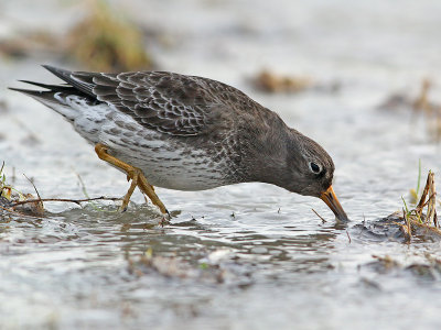 Paarse Strandloper 14