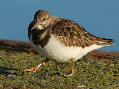 Steenloper JHU
