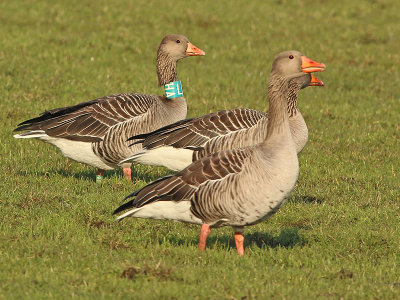 Grauwe-Gans-LHA