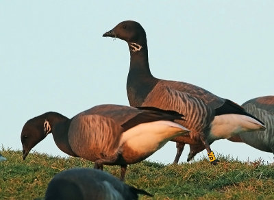 Zwartbuikrotgans YVP