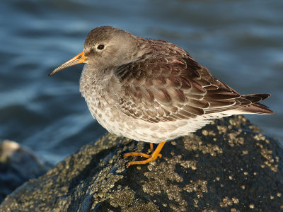 Paarse Strandloper 16