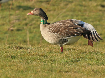 Grauwe-Gans-RBX