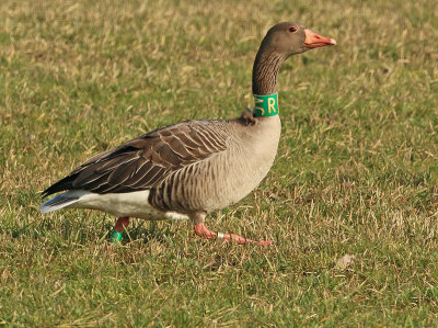 Grauwe-Gans-RAC