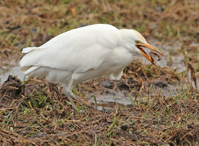 Koereiger 7