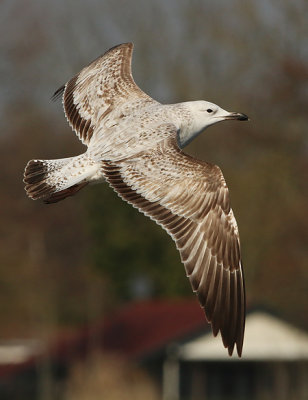 Pontische Meeuw 50