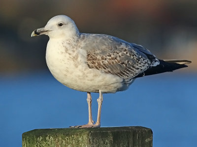 Pontische Meeuw 55
