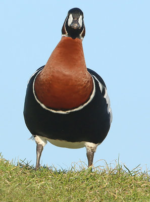 Roodhalsgans frontal