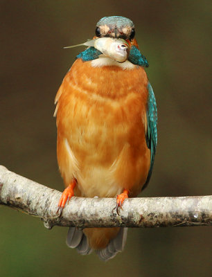 IJsvogel frontal