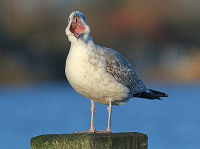 Pontische Meeuw 56