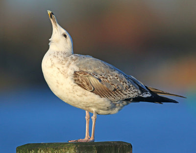 Pontische Meeuw 57