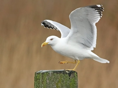 Geelpootmeeuw 15