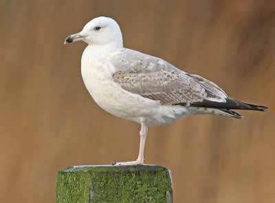Pontische Meeuw 66