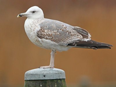 Pontische Meeuw 67