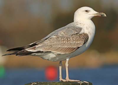 Pontische Meeuw 69