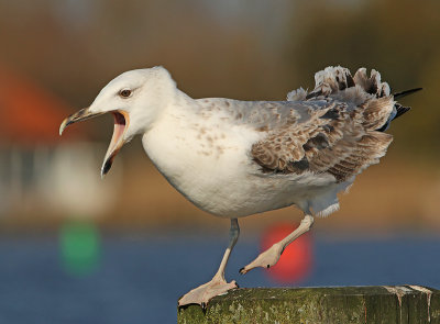 Pontische Meeuw 71