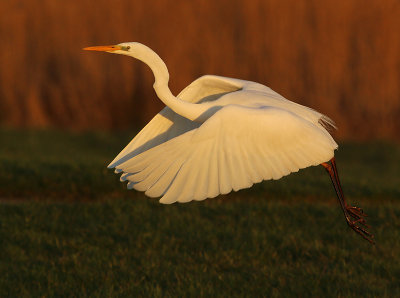 Grote Zilverreiger 16