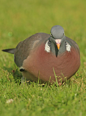 Houtduif frontal
