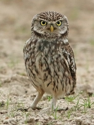Steenuil frontal